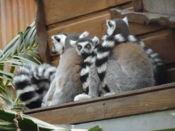 Ring-tailed Lemurs at the Tropical World building at the Zoo Santo Inácio