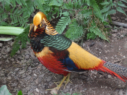 Golden Pheasant at the Tropical World building at the Zoo Santo Inácio