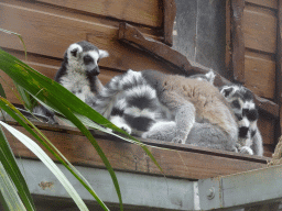 Ring-tailed Lemurs at the Tropical World building at the Zoo Santo Inácio