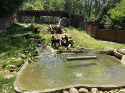 Oriental Small-clawed Otters at the Zoo Santo Inácio