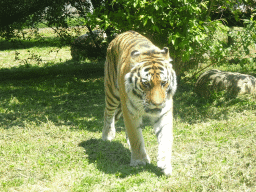 Siberian Tiger at the Zoo Santo Inácio