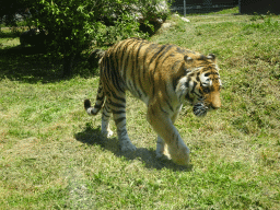 Siberian Tiger at the Zoo Santo Inácio