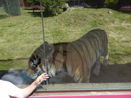 Miaomiao with a Siberian Tiger at the Zoo Santo Inácio