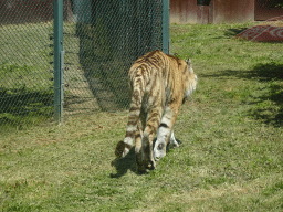 Siberian Tiger at the Zoo Santo Inácio