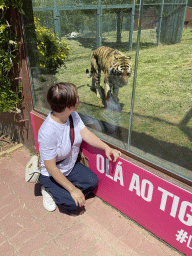 Miaomiao with a Siberian Tiger at the Zoo Santo Inácio