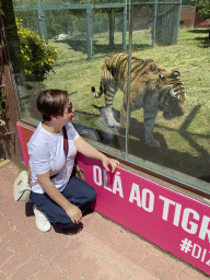 Miaomiao with a Siberian Tiger at the Zoo Santo Inácio