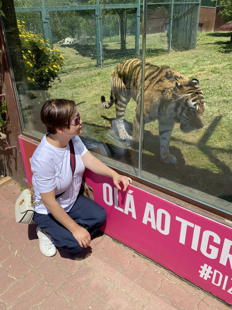 Miaomiao with a Siberian Tiger at the Zoo Santo Inácio