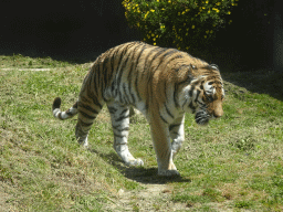 Siberian Tiger at the Zoo Santo Inácio