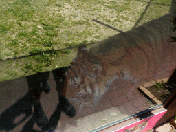Siberian Tiger at the Zoo Santo Inácio
