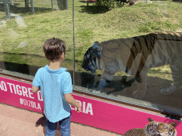 Miaomiao with a Siberian Tiger at the Zoo Santo Inácio