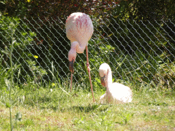 Flamingos at the Zoo Santo Inácio
