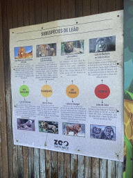 Information on the Lion subspecies at the Zoo Santo Inácio