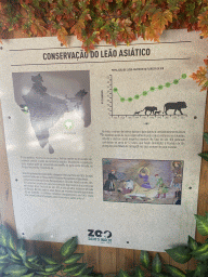 Information on the conservation of the Asiatic Lion at the Zoo Santo Inácio