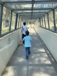 Miaomiao and Max at the Asiatic Lions Tunnel at the Zoo Santo Inácio