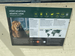 Explanation on the Asiatic Lion at the Zoo Santo Inácio