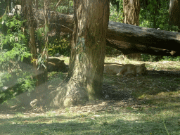 Asiatic Lions at the Zoo Santo Inácio