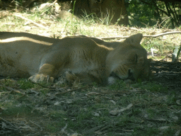 Asiatic Lion at the Zoo Santo Inácio