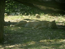 Asiatic Lion at the Zoo Santo Inácio