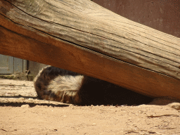 Spotted Hyena at the Zoo Santo Inácio