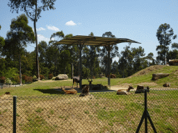 Antelopes and Bison at the African Savannah area at the Zoo Santo Inácio