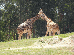 Giraffes at the African Savannah area at the Zoo Santo Inácio