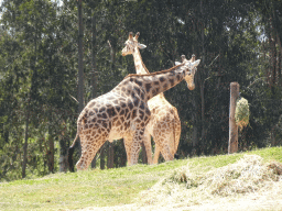 Giraffes at the African Savannah area at the Zoo Santo Inácio