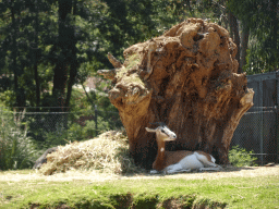 Antelope at the African Savannah area at the Zoo Santo Inácio