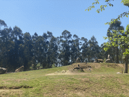 Giraffe and Antelopes at the African Savannah area at the Zoo Santo Inácio