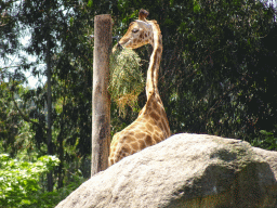 Giraffe at the African Savannah area at the Zoo Santo Inácio