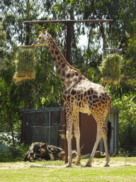 Giraffe at the African Savannah area at the Zoo Santo Inácio