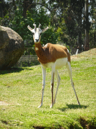 Antelope at the African Savannah area at the Zoo Santo Inácio