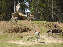 Antelopes at the African Savannah area at the Zoo Santo Inácio