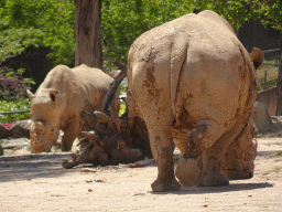 Rhinoceroses at the African Savannah area at the Zoo Santo Inácio