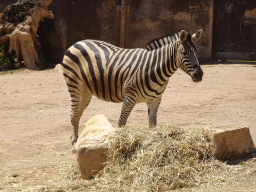Zebra at the African Savannah area at the Zoo Santo Inácio