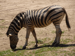Zebra at the African Savannah area at the Zoo Santo Inácio