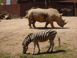 Rhinoceros and Zebra at the African Savannah area at the Zoo Santo Inácio