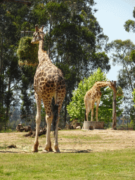 Giraffes at the African Savannah area at the Zoo Santo Inácio