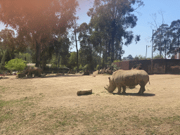 Rhinoceroses at the African Savannah area at the Zoo Santo Inácio