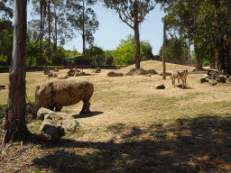 Rhinoceros and Zebras at the African Savannah area at the Zoo Santo Inácio