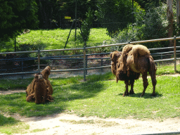 Bactrian Camels at the Zoo Santo Inácio