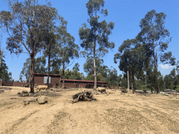 Rhinoceroses and Zebra at the African Savannah area at the Zoo Santo Inácio