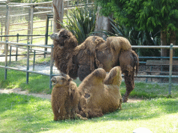 Bactrian Camels at the Zoo Santo Inácio