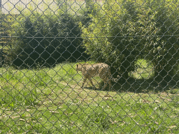 Cheetah at the Zoo Santo Inácio