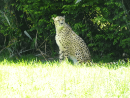 Cheetah at the Zoo Santo Inácio