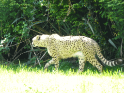 Cheetah at the Zoo Santo Inácio
