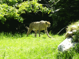 Cheetah at the Zoo Santo Inácio