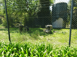 Stump-tailed Macaques at the Zoo Santo Inácio