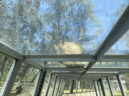 Asiatic Lion at the Zoo Santo Inácio, viewed from the Asiatic Lions Tunnel