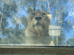 Head of an Asiatic Lion at the Zoo Santo Inácio, viewed from the Asiatic Lions Tunnel