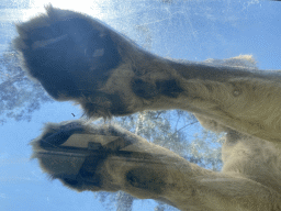 Paws of an Asiatic Lion at the Zoo Santo Inácio, viewed from the Asiatic Lions Tunnel